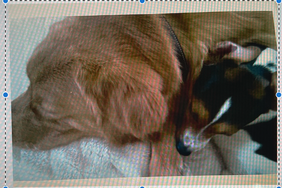 Unfolding Bonds - A Journey of Rescue and Redemption