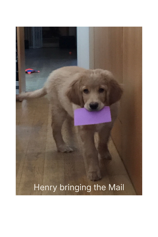 little bloind Hovawart puppy, Henry bringing the mail, purple envelope in his mouth