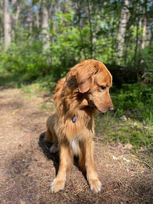 Blond hovawart looking at the soil, while on a walk in the woods