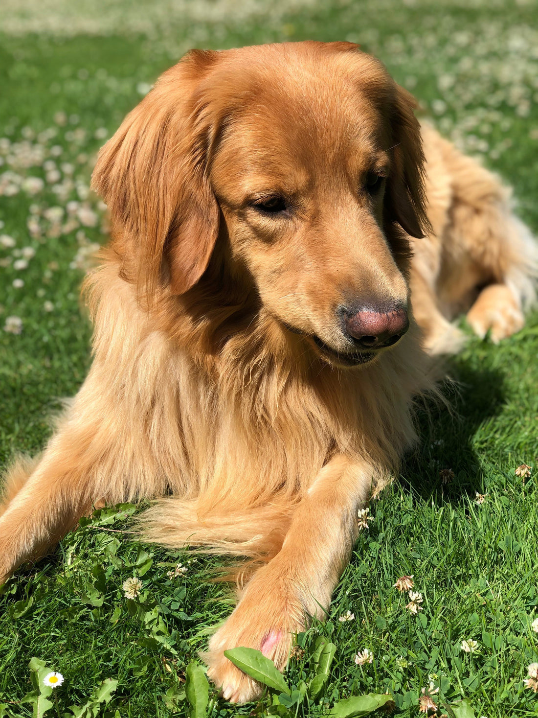 Blond hovawart lying in soft green grass, looking thoughtful. 