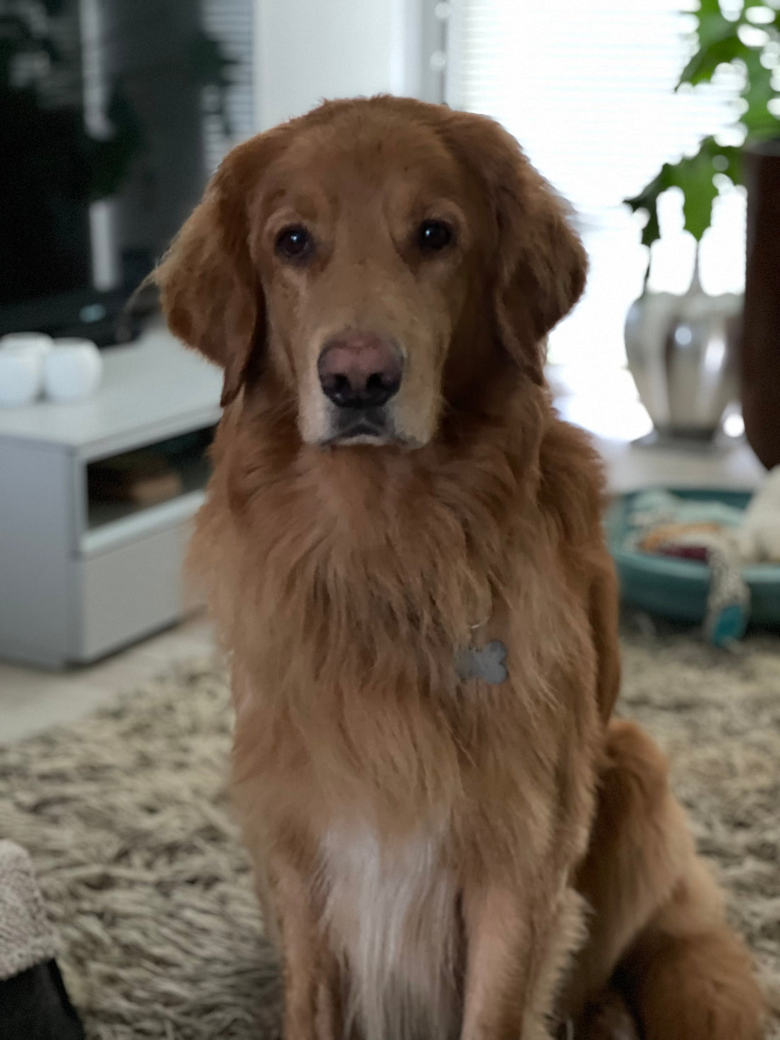 A blond Hovawart sitting in the living room, watching with intent, big dark eyes, highlighted by the typical lighter eyebrows of a his breed. 