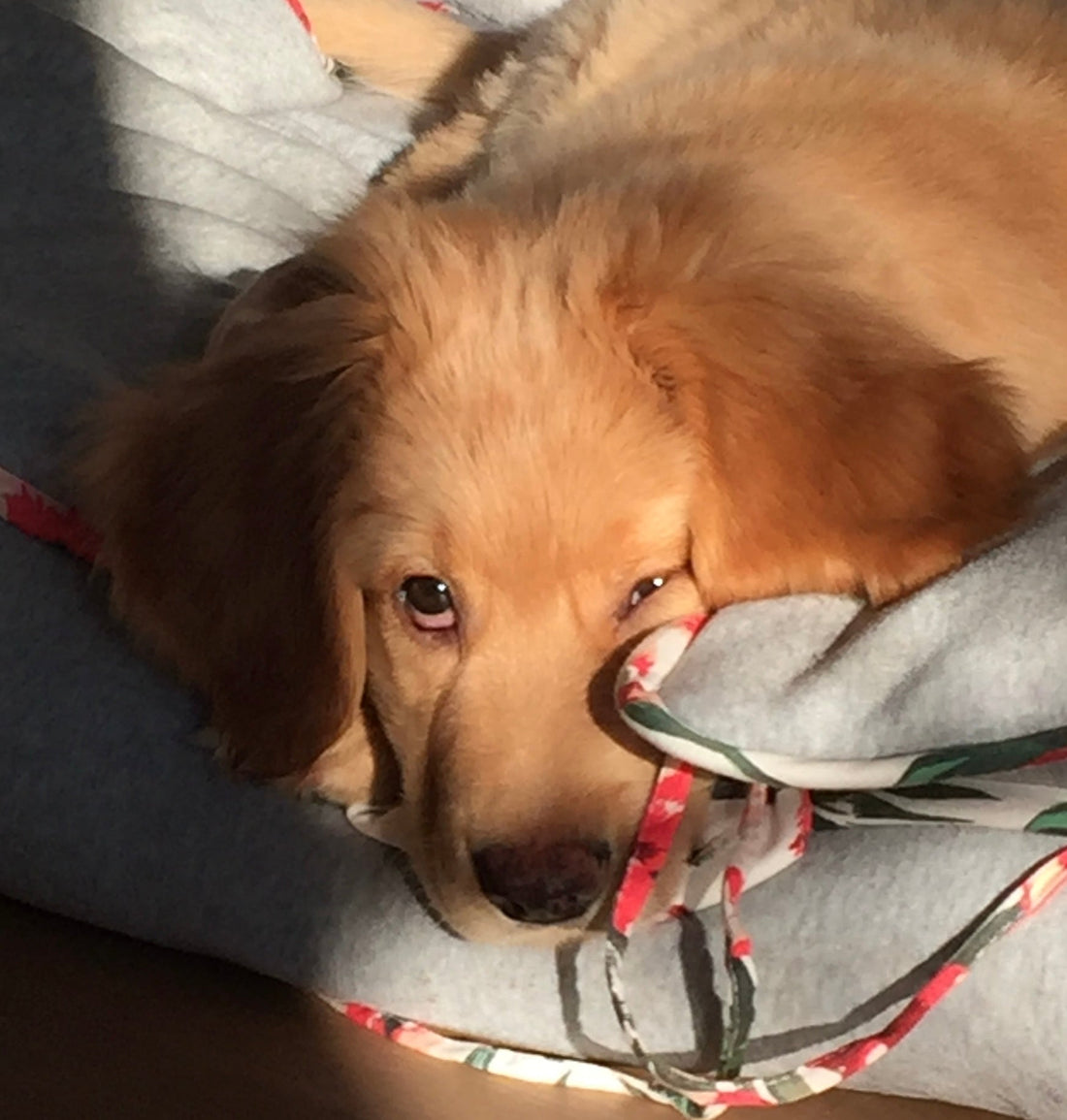 little blond Hovawart puppy lying on his bed, with one single sun-ray shining on his head. Eyes looking up and watching his human 