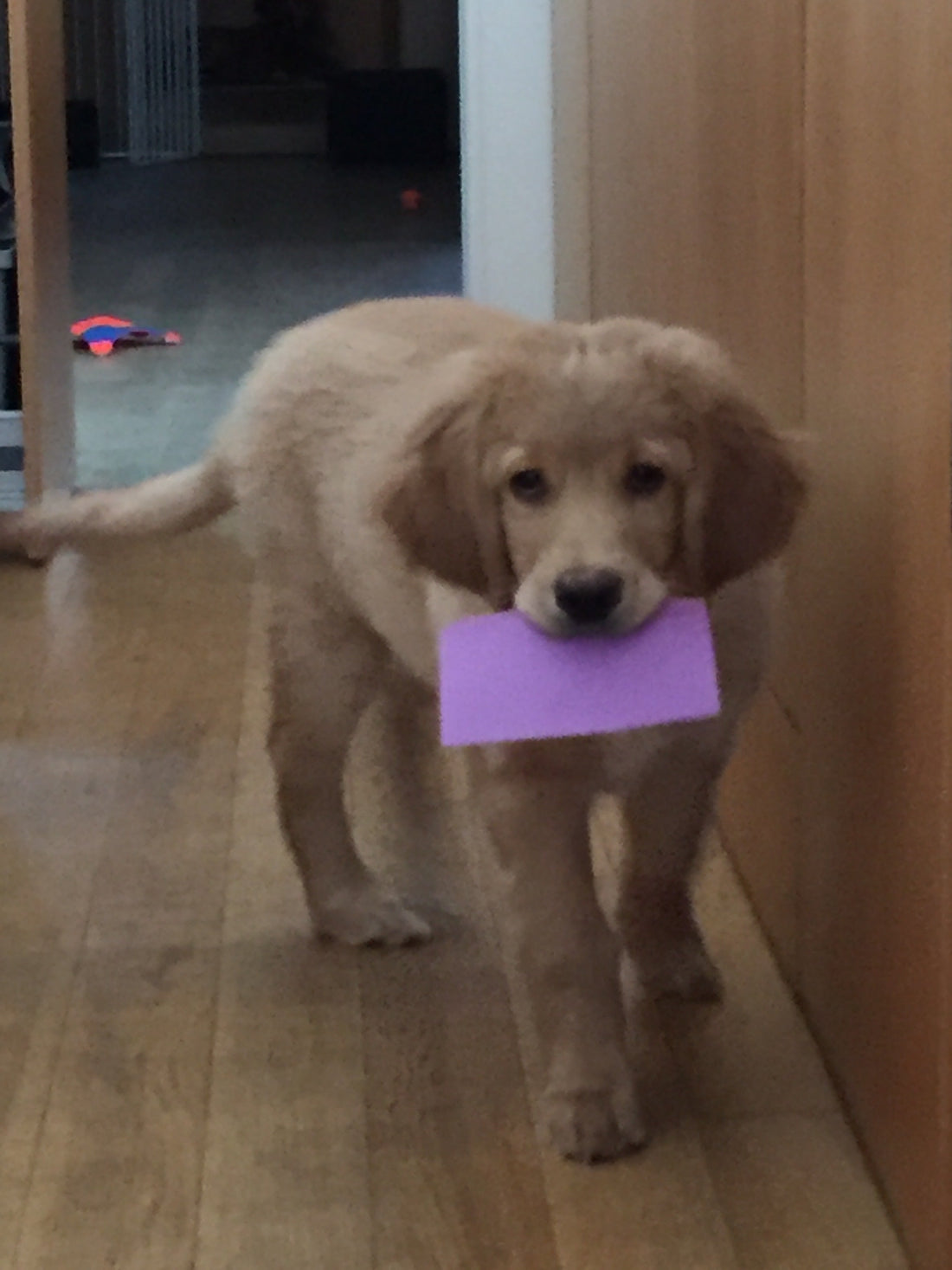 little Henry as a pup carrying the mail, a purple enveloppe