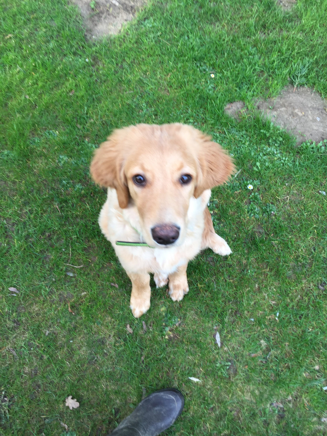 Baby Ivar at five months, ears bigger than his head, looking straight up from the grass — the original floor-level observer.