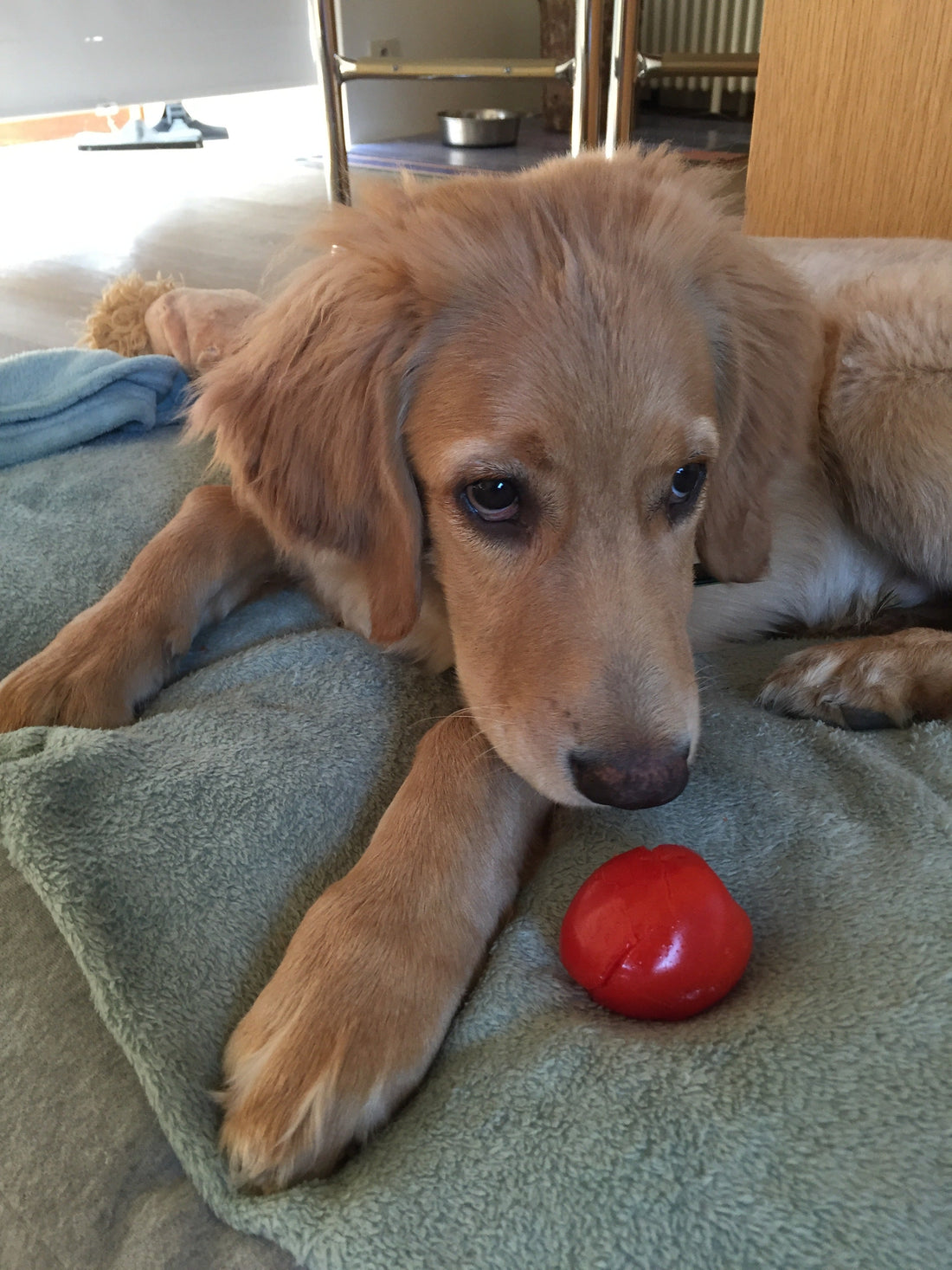 Henry, the dog, eating a tomato he stole out of the basket. 