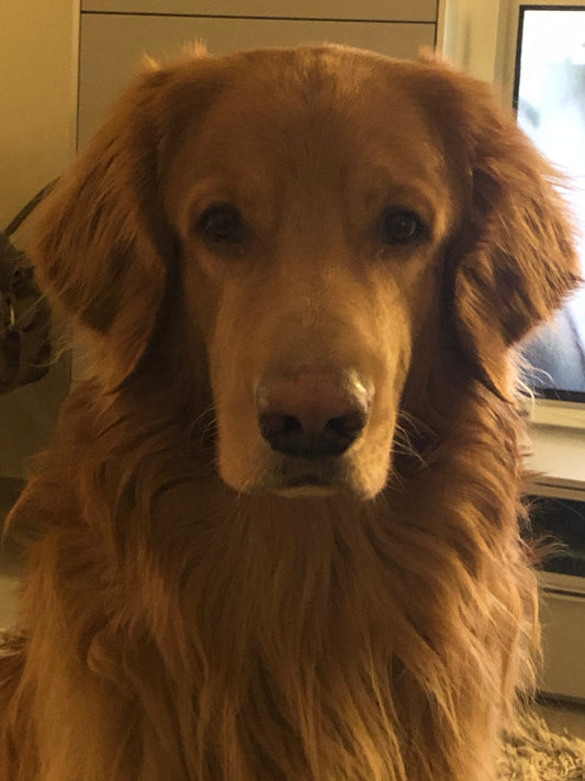 Blond Hovawart looking intensely at you with a soft demenour