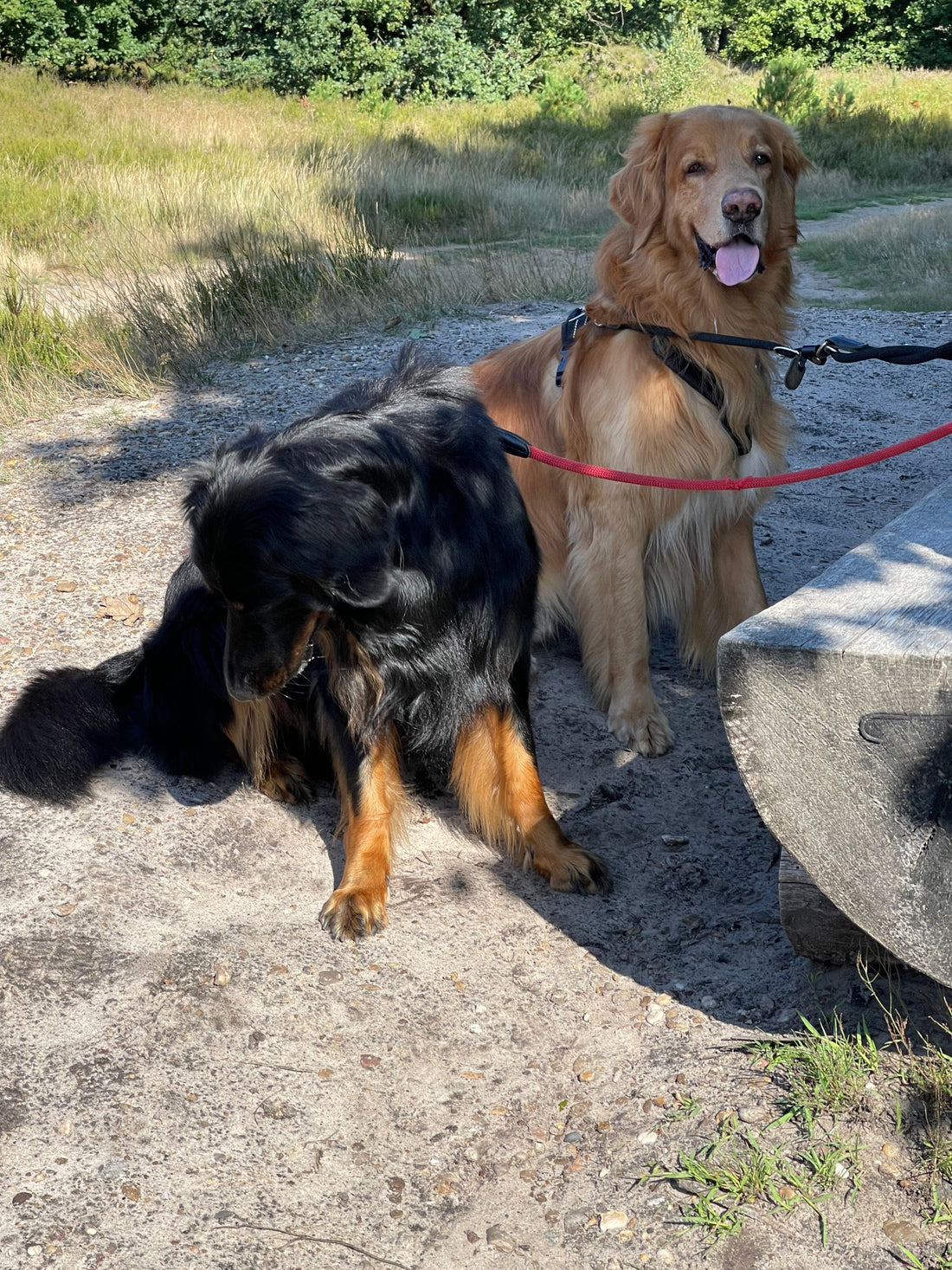 tan and black/tan hovawart during their walk