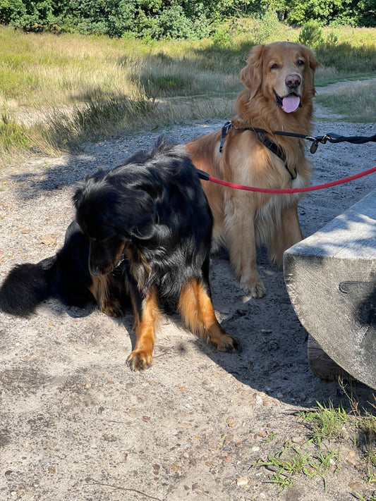 tan and black/tan hovawart during their walk