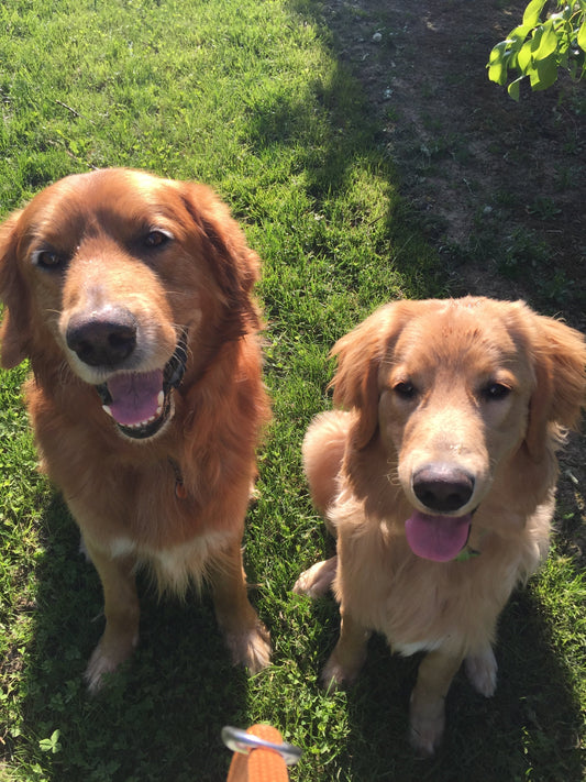 2 blond Hovawarts, Henry and his sibling, always listening to each other