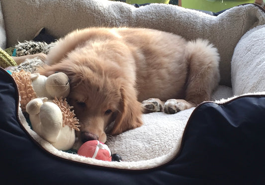 Small blond 12 week old hovawart puppy Henry, lying in his bed, window behind him with the sun shining on his body and his toys.