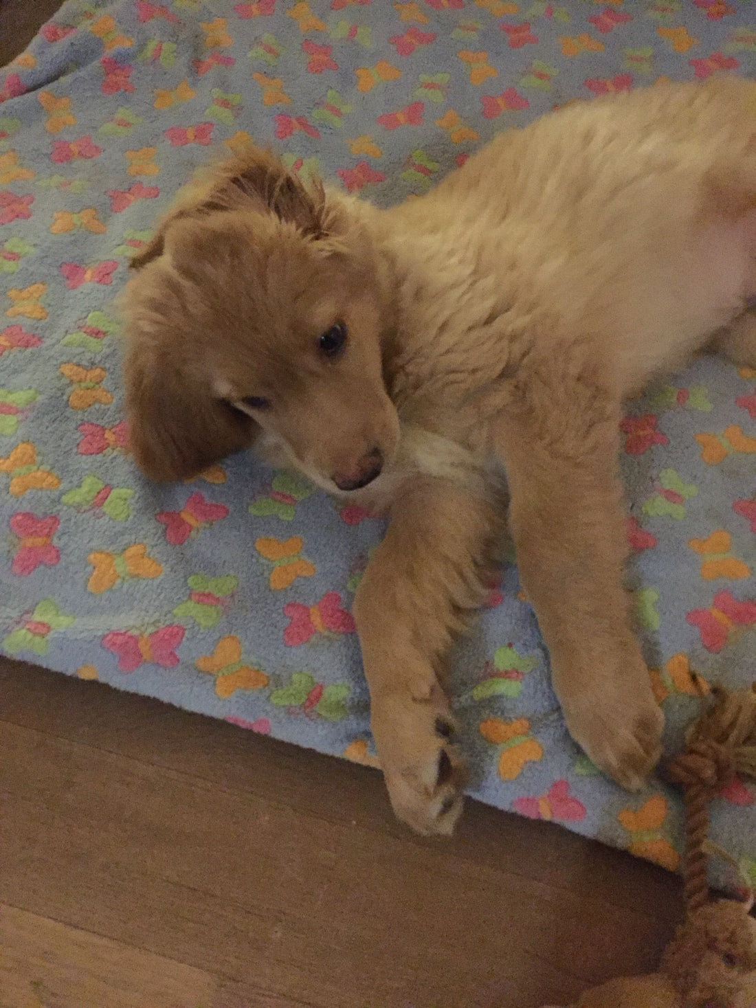 Henry as a little puppy, lying on his bed with a colourful butterfly blanket. Lying on his side, one ear turned outside very tired but still looking curiously at his toys.
