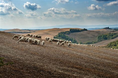 Sheep grazing in the hills of Tuscany. Visible is the valley below.