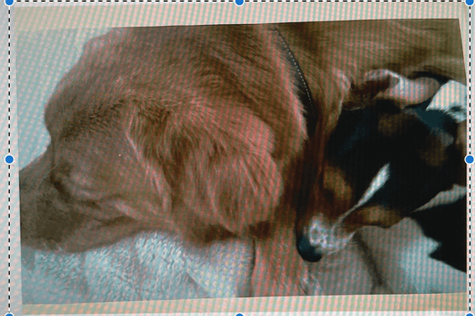 Unfolding Bonds - A Journey of Rescue and Redemption - HenryPawHaven