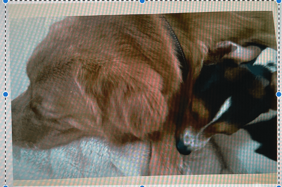 Unfolding Bonds - A Journey of Rescue and Redemption - HenryPawHaven