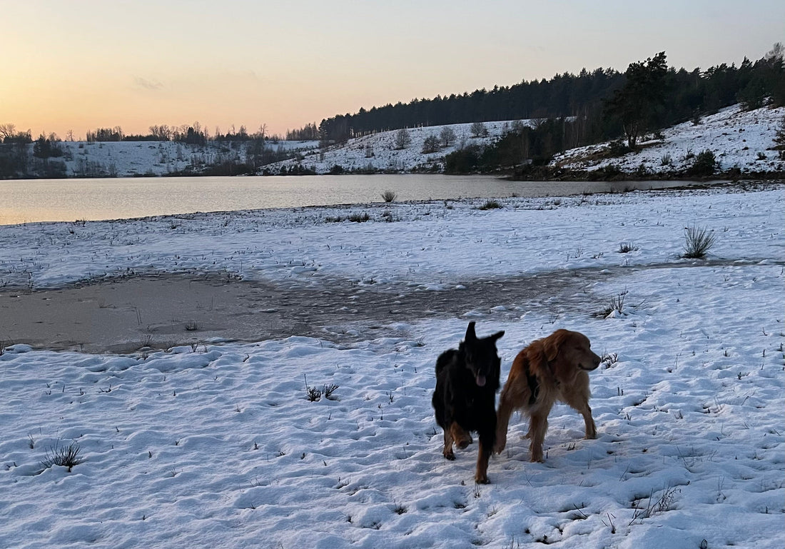 Two Hovawarts, running in a snow covered field, with the sun setting over the small water behind them.